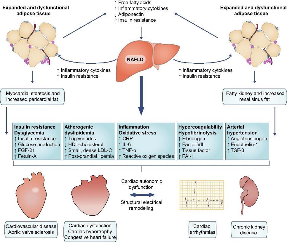 Putative connection between NAFLD, CVD and CKD Byrne CD, Targher G.