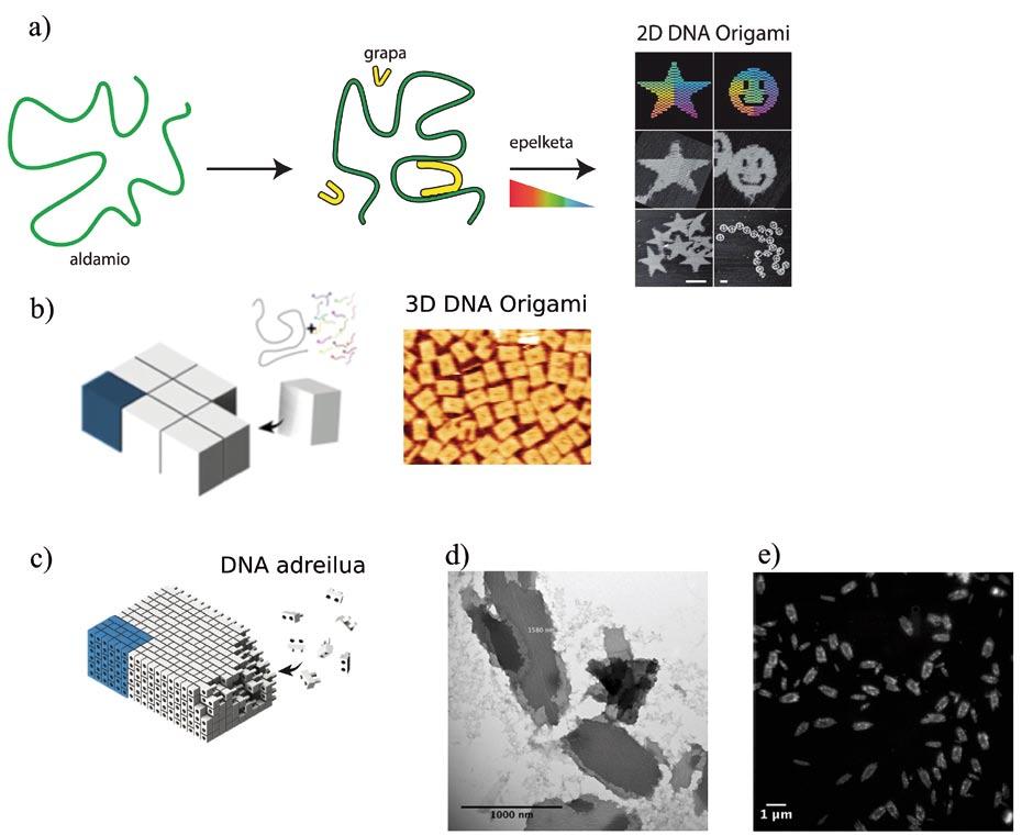DNAren nanoteknologia eta materia aktiboaren auto-antolakuntza 1. irudia. a) DNA Origamia: DNA kate luze bat (aldamioa) eta osagarriak kate txikiagoak (grapak) batzen dira.