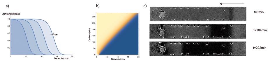 DNAren nanoteknologia eta materia aktiboaren auto-antolakuntza Garrantzitsua da egitura hibrido hauek fluoreszenteak izatea; horrela, 4c irudian ageri den mikroskopioarekin hauen nano-motorren