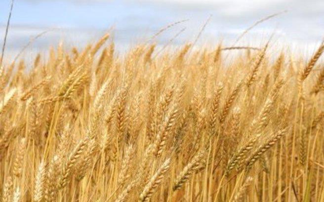 RESEARCH ARTICLE A chromosome-based draft sequence of the hexaploid bread wheat (Triticum aestivum) genome The International Wheat
