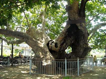 ΠΛΑΤΑΝΟΣ (Platanus orientalis L.) ΔΕΝΤΡΑ Πηγή: www.artainfo.gr Το πλάτος τους είναι από 10-20 εκ. με 5-7 λοβούς και κόλπους που φτάνουν μέχρι τη μέση του φύλλου. Από τον Μάρτιο-Μάιο.