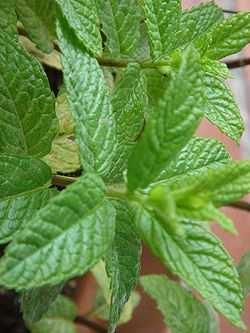 ΠΟΕΣ ΜΕΝΤΑ (Mentha piperita) Πηγή: www.el.wikipedia.org Ύψος 30-100 εκ. Χρήσιμα μέρη Το ανθισμένο φυτό.