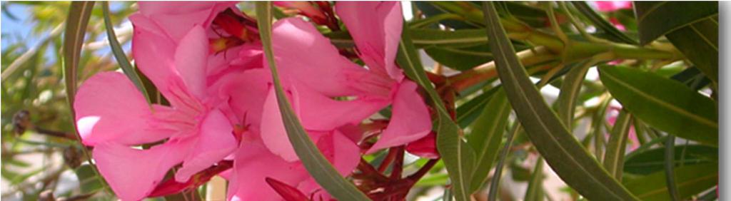 ΠΙΚΡΟΔΑΦΝΗ (Nerium oleander L.) ΘΑΜΝΟΙ Πηγή: www.sfakianakis-plants.gr Λογχοειδή.