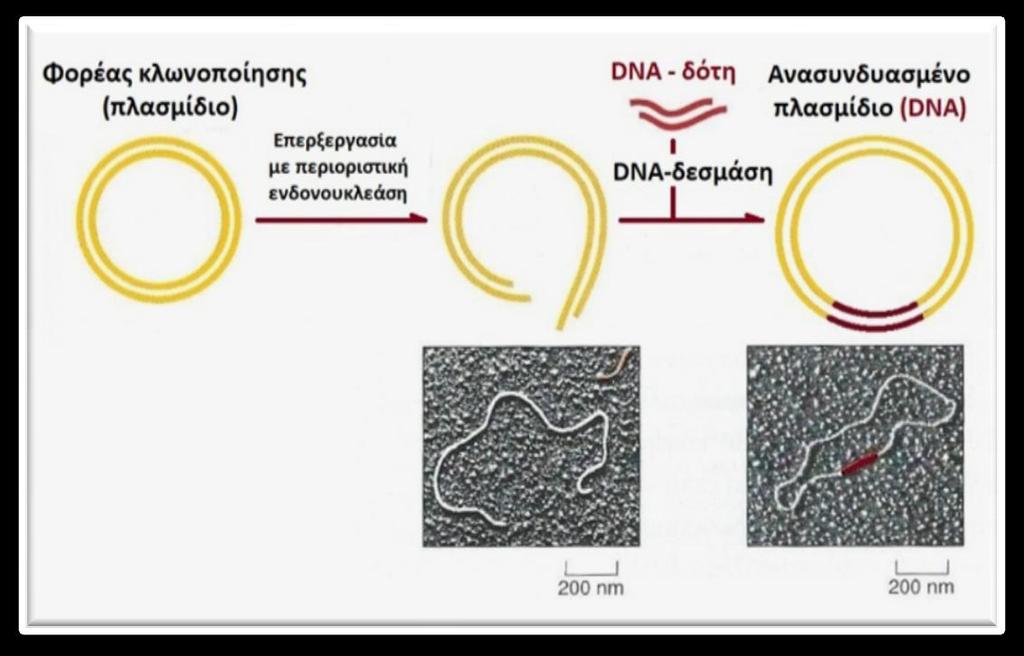 ΕΝΟΤΗΤΑ 1 1..Θεωρία «Ερωτήσεις και σχόλια» 1.Σο γενετικό υλικό, το DNA, σήμερα θεωρείται «παιχνίδι» ανθρώπινα χέρια.