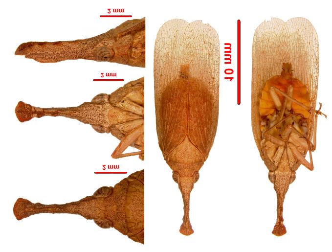 New Rentinus species