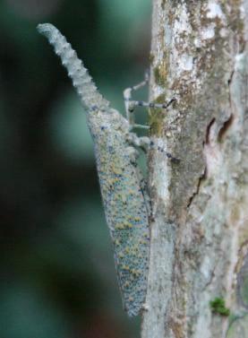 Bothriocera eborea Oecleus sp. Tropidocephala sp. Raphiophora sp. Dictyophara sp. undet.