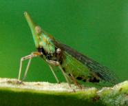 2 Rentinus dilatatus Birdantis blotei Odontoptera carrenoi Stalubra sp. Fulgora sp.2 Fulgora sp.