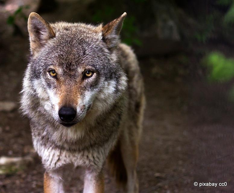 Το όνομά του εικάζεται πως προέρχεται από τη λέξη 'λύκη που σημαίνει φως.