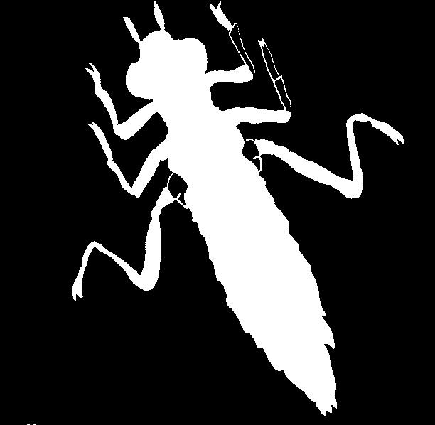 Ενήλικο άτομο Νύμφη λιβελούλας (έντομο) Πού; Συνήθως