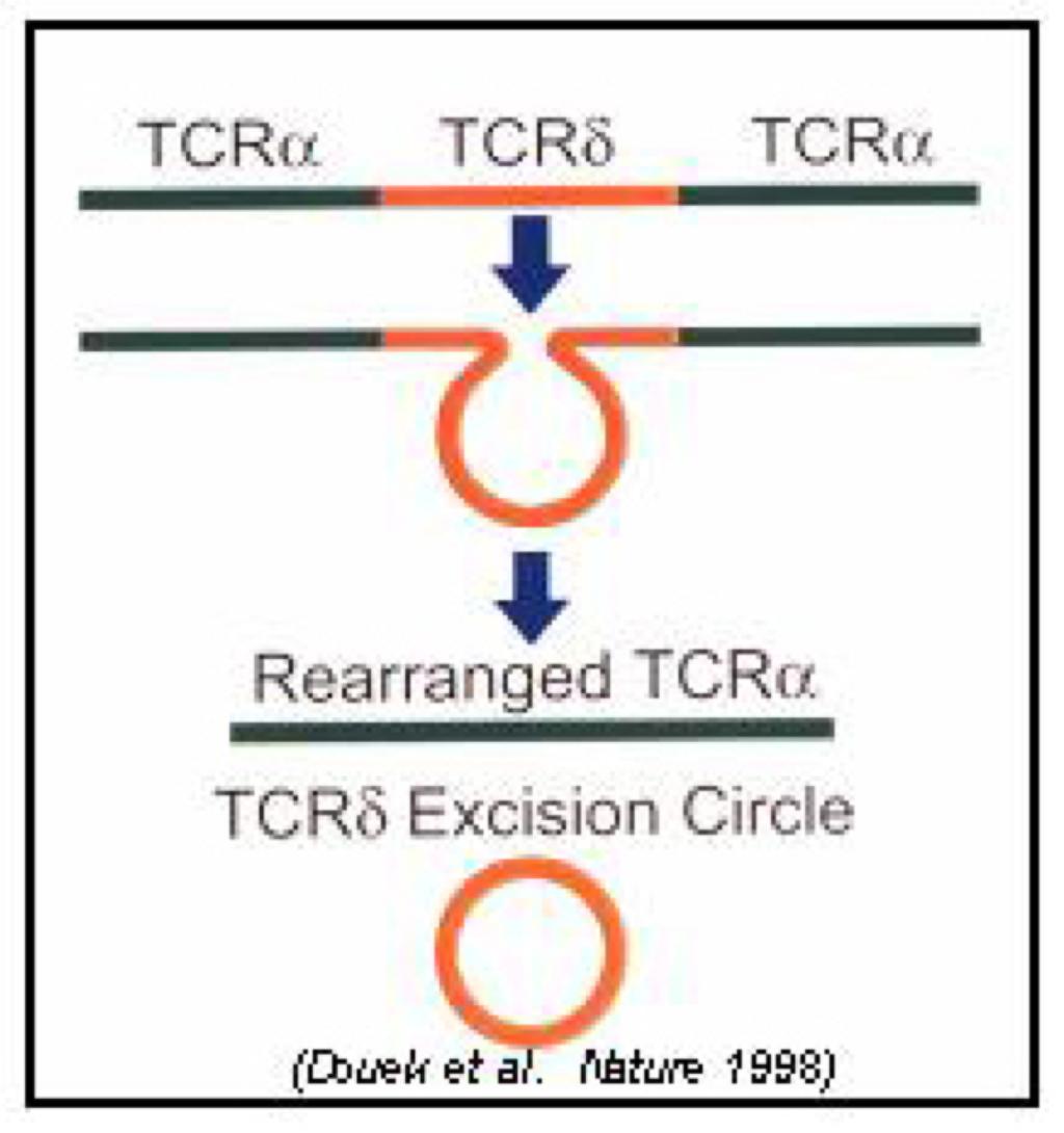Μέθοδος ανιχνευτικού ελέγχου (screening) νεογνών για SCID και λεμφοπενίες Τ-κυττάρων Τι είναι τα ΤRECs?