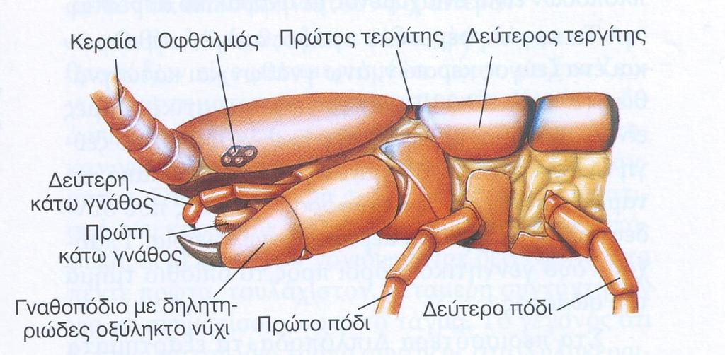 Το πρώτο μεταμερές φέρει ένα