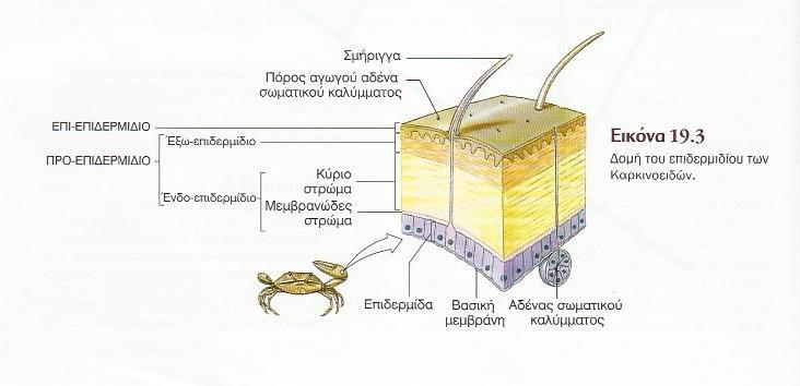 Σωματικό περίβλημα-δερματοσκελετός Ο εξωσκελετός των αρθροπόδων τα προστατεύει από δυσμενείς καιρικές συνθήκες, πίεση, από τους περισσότερους μικροοργανισμούς, πιθανές μηχανικές βλάβες ή