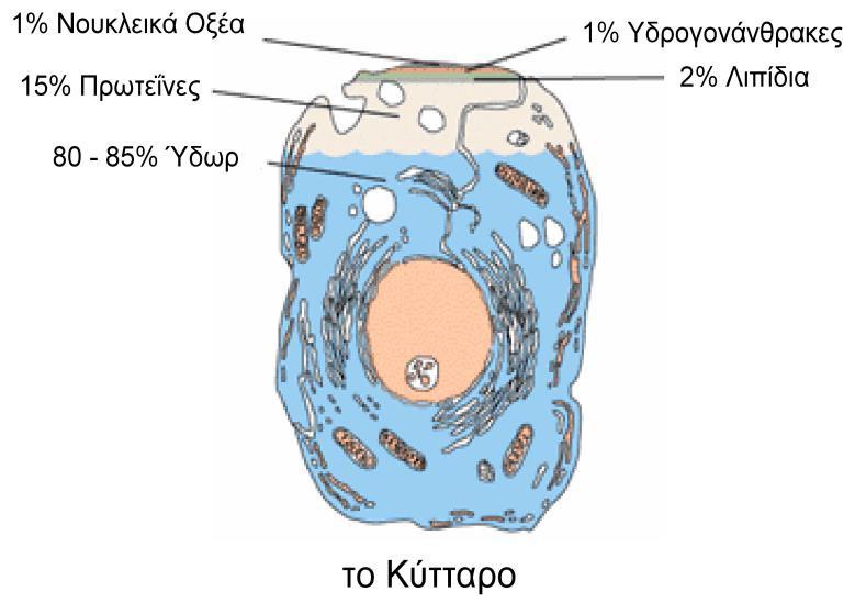 Kυτταρική δομή Αποτελείται από οργανικά και ανόργανα συστατικά O πυρήνας του κυττάρου ελέγχει τη κυτταρική διαίρεση, τον πολλαπλασιασμό και