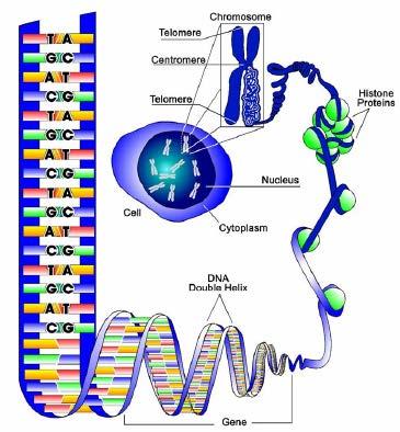 Το DNA αποτελεί το σημαντικότερο ενδοκυτταρικό στόχο από άποψη βιολογικών επιδράσεων ιοντίζουσας ακτινοβολίας Nucleus Contains chromosomes