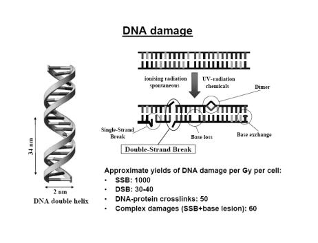 Βιολογική Δράση Ακτινοβολίας Τύπος Ακτινικής Βλάβης Ρήξη διπλής αλυσίδας (Double Strand Brake) Ρήξη μονής αλυσίδας (Single Strand Brake) Αριθμός ανά Sv 50 50-1000 Καταστροφή