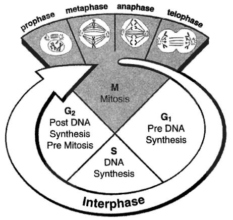 Inherent Factors-Cell Cycle Phase Πολύ σημαντικός παράγοντας αναφορικά με την κυτταρική βλάβη αποτελεί η φάση στην οποία ευρίσκεται η πλειοψηφία των κυττάρων κατά την ακτινοβόληση.