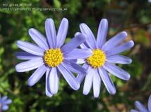 Φελίτσια (Agathea coelestis) Πτεροσχιδή φύλλα, με τρίχες, πράσινα Άνθη μαργαρίτες,