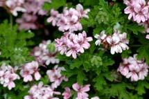 Άνθη ροζ-λευκο Αρωματικό φυτό ιδιαίτερα ανθεκτικό στιν