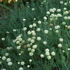 βραχόκηπους, σε φυτοδοχεία και Δρ Αναστάσιος Δάρρας 32 Φύλλα