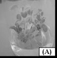 Εικόνα 2. Επίδραση της συγκέντρωσης της 1-τριακοντανόλη (ΤRΙΑ) (1-10 μg/l) σε συνδυασμό με 0,5 mg/l ΒΑ στην in vitro βλαστογένεση του είδους Sideritis scardica Griseb.