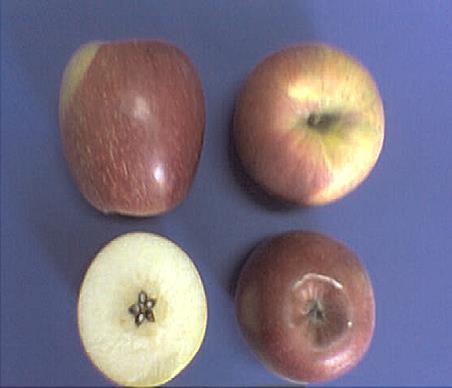 Εικόνα 1. Καρποί της ποικιλίας μηλιάς Αχιλλέας. Εικόνα 2. Καρποί της ποικιλίας μηλιάς Φιρίκι. Πίνακας 2.