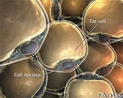 Λιποκύτταρο Το λιποκύτταρο θεωρείτο για μεγάλο χρονικό διάστημα ως ένας απλός χώρος αποθήκευσης των θερμίδων που πλεονάζουν, με τη μορφή των τριγλυκεριδίων.
