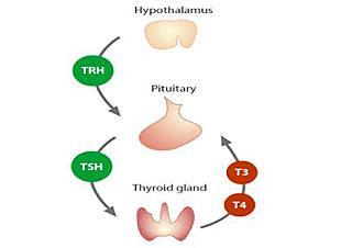 Σύνθεση θυρεοειδικών ορμονών Η σύνθεση και η έκκριση των θυρεοειδικών ορμονών ρυθμίζεται από τη θυρεοειδοτρόπο ορμόνη (TSH) που