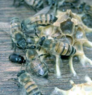 Σε γενικές γραµµές θα µπορούσαµε να πούµε ότι έχουν µέγεθος περίπου ίσο µε το 1/3 µιας εργάτριας µέλισσας (Εικόνα 3).