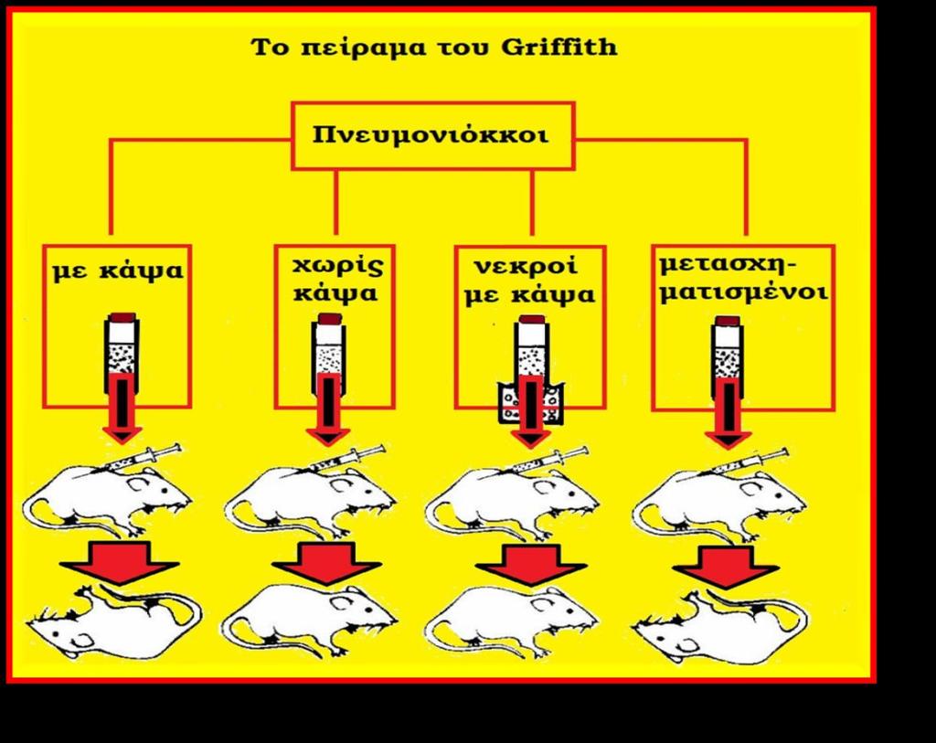 «χόλια και επισημάνσεις» Τα πεηξάκαηα ηνπ Griffith έδεημαλ όηη ηα λεθξά ιεία βαθηήξηα απειεπζέξσζαλ κηα άγλσζηε ρεκηθή νπζία (έναν ειδικό παράγοντα).