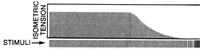 Drop in tension followed prolonged stimulation Fatigue occurs when the stimulation