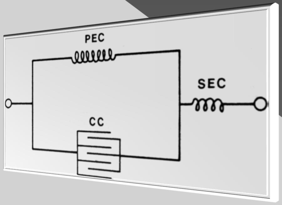 PEC: parallel elastic component CC: contractile component SEC: series elastic component Tendon- spring-like elastic
