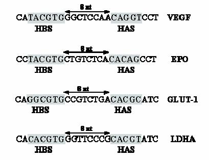 Εικόνα 5: Στοιχεία απόκρισης στην υποξία (HRE) των VEGF, EPO, GLUT1 (Μεταφορέας Γλυκόζης 1) και LDHA (Γαλακτική αφυδρογονάση A) γονιδίων.