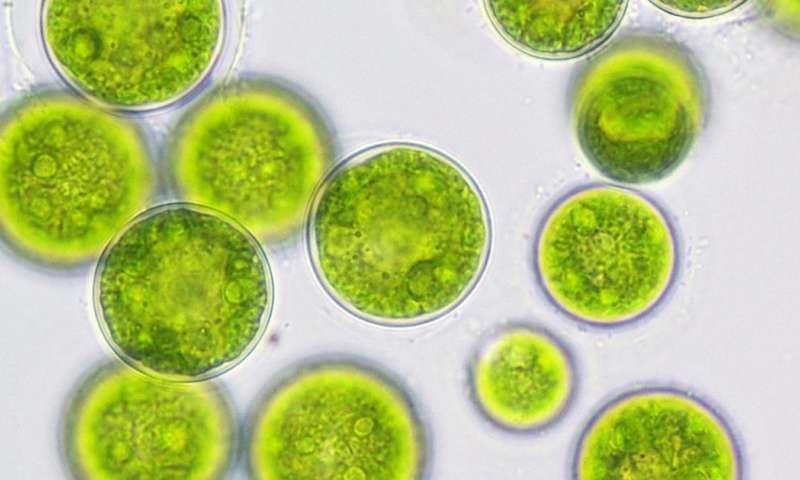 Φύκη (άλγη) Φωτοσυνθετικοί ευκαρυωτικοί οργανισμοί Χρειάζονται υγρασία Οι πιο αναπτυγμένοι μικροοργανισμοί Κυτταρικό τοίχωμα από κυτταρίνη Έχουν: πυρήνα, χλωροπλάστη, μιτοχόνδρια Φωτοσυνθέτουν-