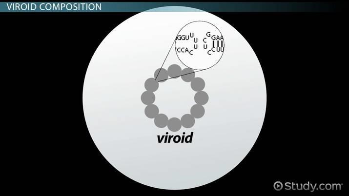 Ιοειδή Απλούστερη κατασκευή Τμήματα μονής έλικας κυκλικού RNA (300-400 nt) χωρίς πρωτεϊνικό κάλυμμα Μπορεί να έχουν