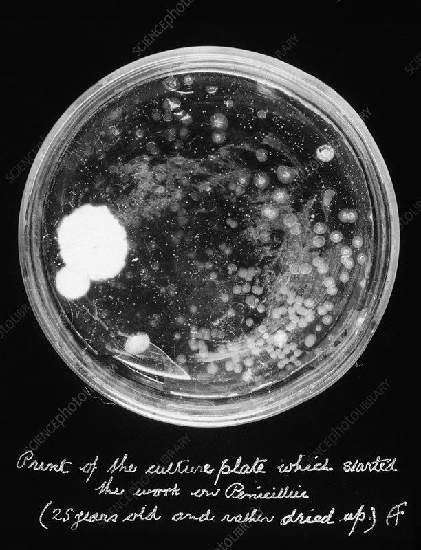 την πενικιλλίνη που περιόριζε τον Staphylococcus aureus.