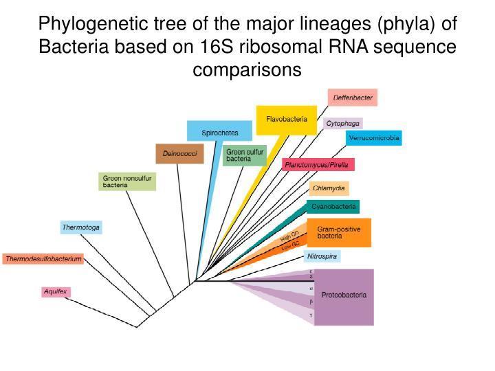 Οι 12 Φυλογενετικές ομάδες Βακτηρίων 12 φυλογεννετικές ομάδες Phyla με βάση την εξελικτική τους