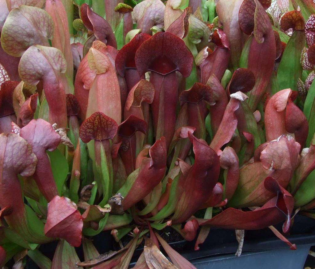 coloration) in 50-cell tray Sarracenia Sylwia.