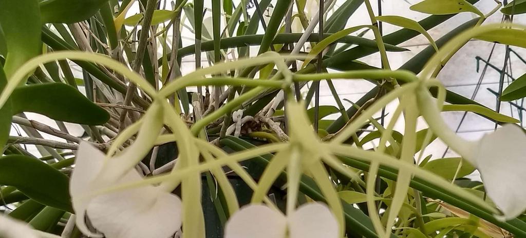 Dendrobium kingianum alba Orchid - Chysis