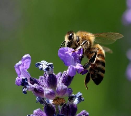 Μελισσοκομικά Φυτά στην Περιοχή του ΤΕΙ Κρήτης και παρέχει στις μέλισσες γύρη και νέκταρ (Δρίμτζιας, 2004). Εικόνα 9.