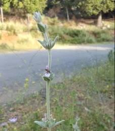 από 20 έως 70 εκατοστά (Εικ. 14).