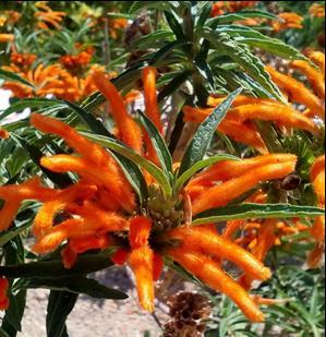 Μιναρές (Leonotis leonorus) Αειθαλής θάμνος, ύψους 1-2 μέτρων, με βλαστούς που φέρουν τρίχες.