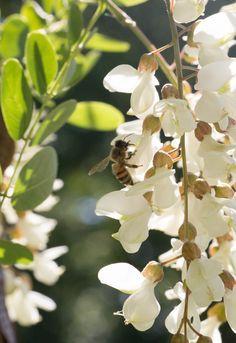 Ψευδακακία (Robinia pseudoacacia) Φυλλοβόλο δέντρο, ύψους μέχρι και 25 μέτρα.