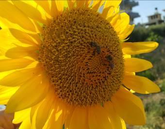 Μελισσοκομικά Φυτά στην Περιοχή του ΤΕΙ Κρήτης 3.
