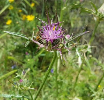 Γκανάσου Στέλλα Γαϊδουράγκαθο (Galactites tomentosa) Φυτό μονοετές, που σκεπάζεται από λευκό χνούδι.