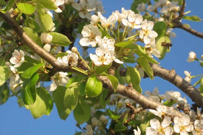 Γκανάσου Στέλλα 3.4 Οικογένεια Rosaceae Αχλαδιά (Pyrus communis) Η αχλαδιά (Εικ.