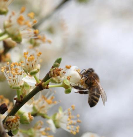 Γκανάσου Στέλλα Άγρια δαμασκηνιά (Prunus cerasifera) Φυλλοβόλο δέντρο που φτάνει