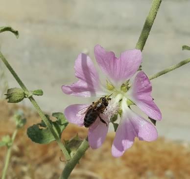 Μελισσοκομικά Φυτά στην Περιοχή του ΤΕΙ Κρήτης Λαβατέρα (Lavatera bryonifolia) Η λαβατέρα