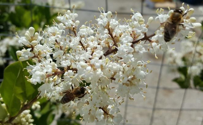 Γκανάσου Στέλλα Λιγούστρο (Ligustrum japonicum, Οικ. Oleaceae) Το λιγούστρο (Εικ.