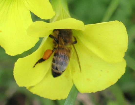 Μελισσοκομικά Φυτά στην Περιοχή του ΤΕΙ Κρήτης τεράστιους πληθυσμούς και ανθίζει την άνοιξη, από Μάρτιο έως Μάιο