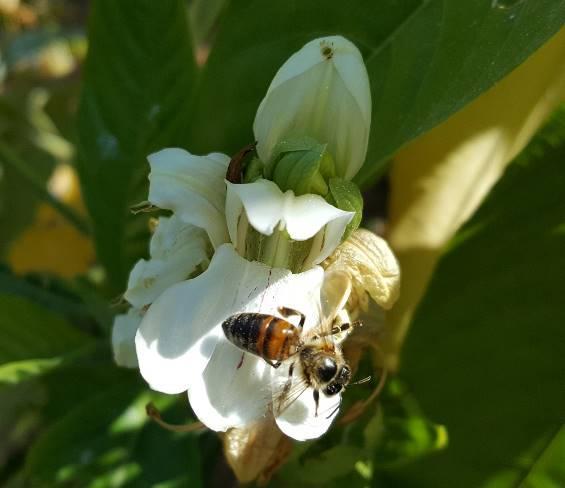 Η ιουστικία αποτελεί γυρεοδοτικό μελισσοκομικό φυτό (Δρίμτζιας, 2004). Εικόνα 96.